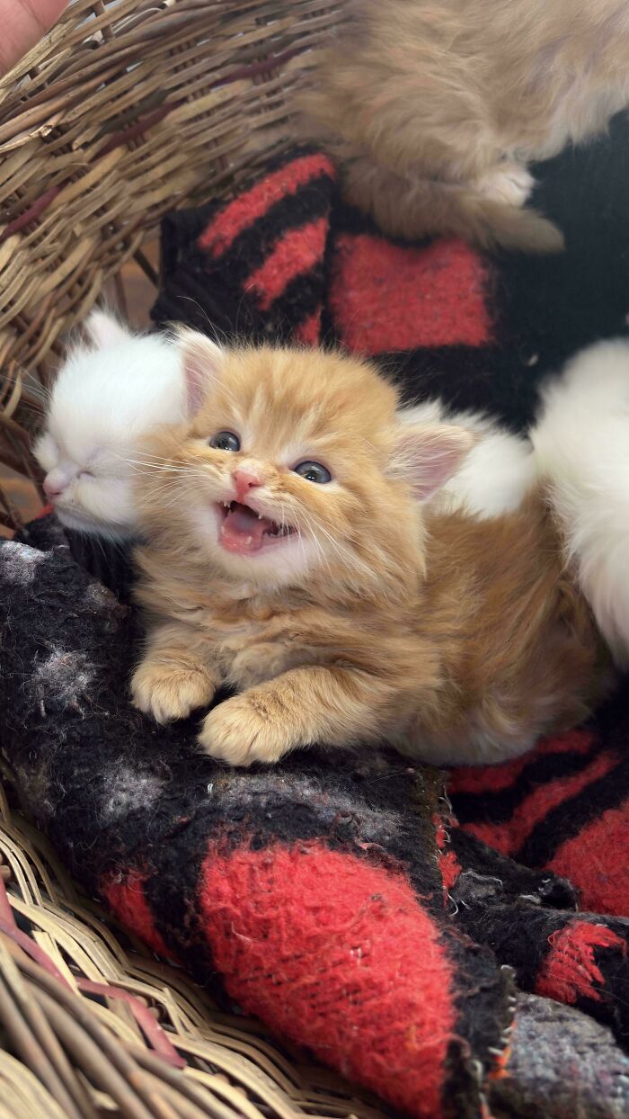 80 Hilarious Cats Caught Meowing Like Their Lives Depended On It (New Pics)