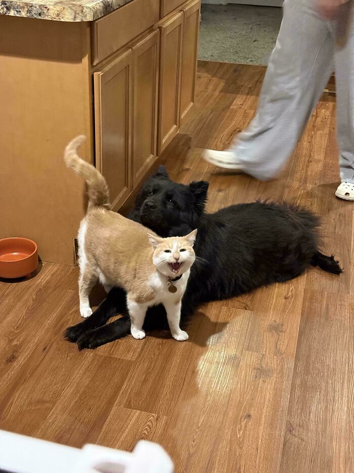 80 Hilarious Cats Caught Meowing Like Their Lives Depended On It (New Pics)