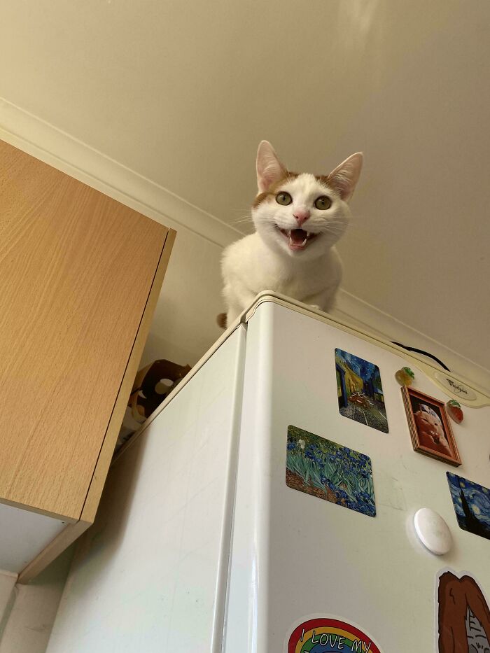 80 Hilarious Cats Caught Meowing Like Their Lives Depended On It (New Pics)