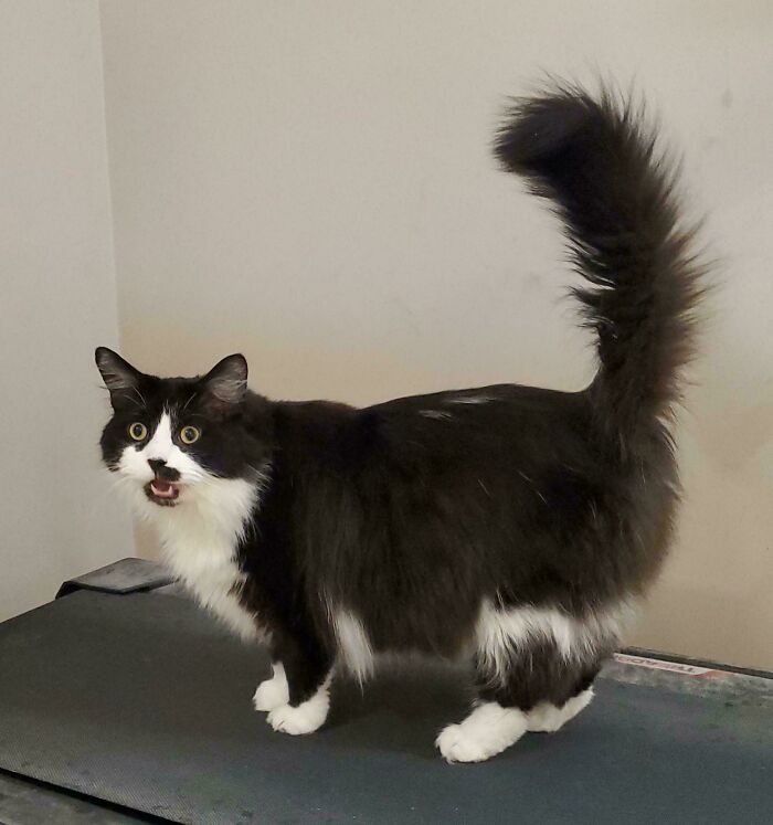 80 Hilarious Cats Caught Meowing Like Their Lives Depended On It (New Pics)
