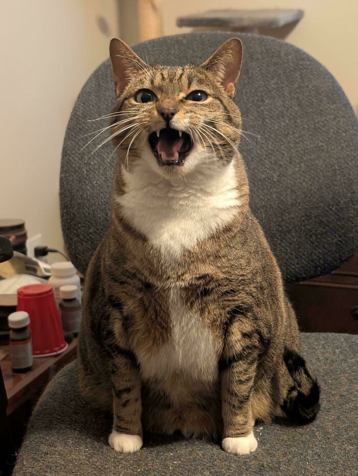 80 Hilarious Cats Caught Meowing Like Their Lives Depended On It (New Pics)