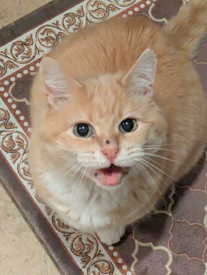 80 Hilarious Cats Caught Meowing Like Their Lives Depended On It (New Pics)