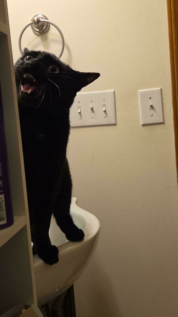 80 Hilarious Cats Caught Meowing Like Their Lives Depended On It (New Pics)