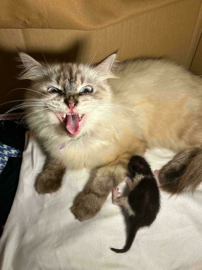 80 Hilarious Cats Caught Meowing Like Their Lives Depended On It (New Pics)