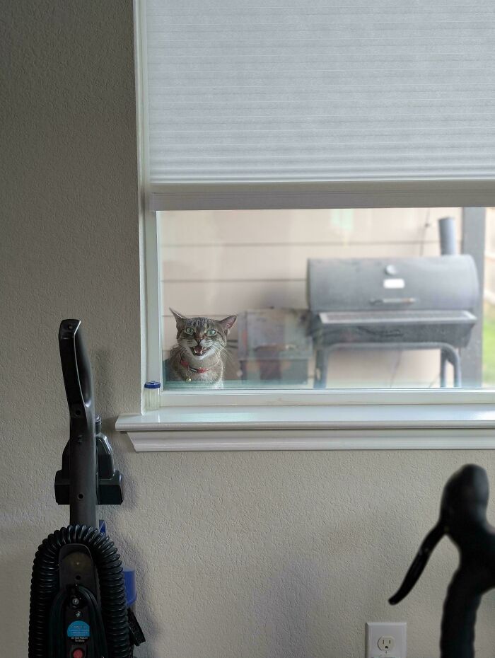 80 Hilarious Cats Caught Meowing Like Their Lives Depended On It (New Pics)