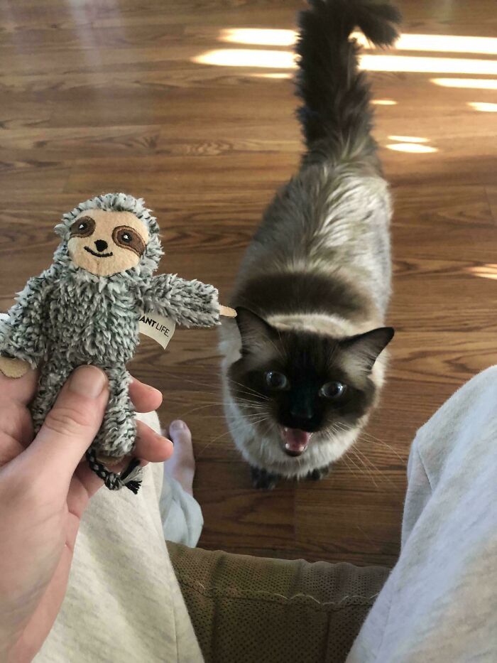 80 Hilarious Cats Caught Meowing Like Their Lives Depended On It (New Pics)