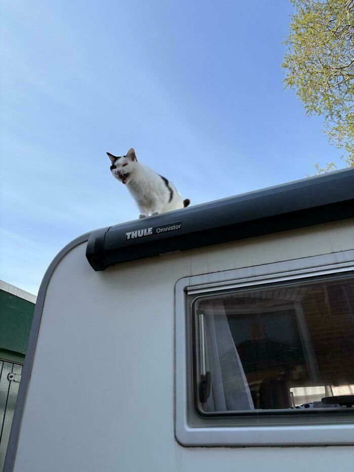 80 Hilarious Cats Caught Meowing Like Their Lives Depended On It (New Pics)
