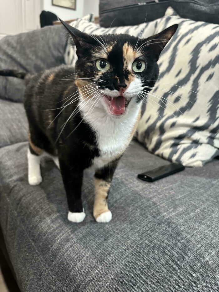80 Hilarious Cats Caught Meowing Like Their Lives Depended On It (New Pics)