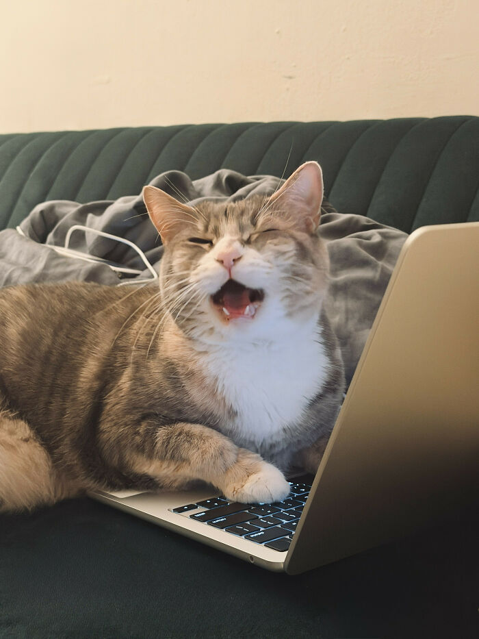 80 Hilarious Cats Caught Meowing Like Their Lives Depended On It (New Pics)