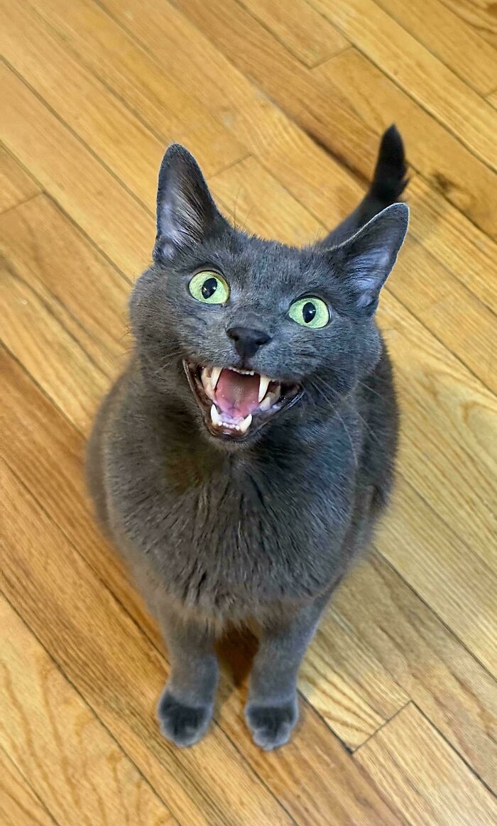 80 Hilarious Cats Caught Meowing Like Their Lives Depended On It (New Pics)