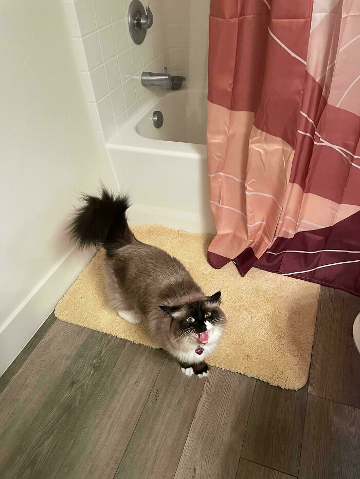 80 Hilarious Cats Caught Meowing Like Their Lives Depended On It (New Pics)
