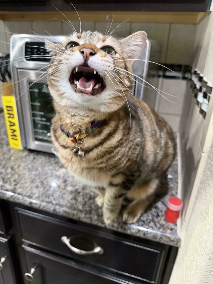 80 Hilarious Cats Caught Meowing Like Their Lives Depended On It (New Pics)