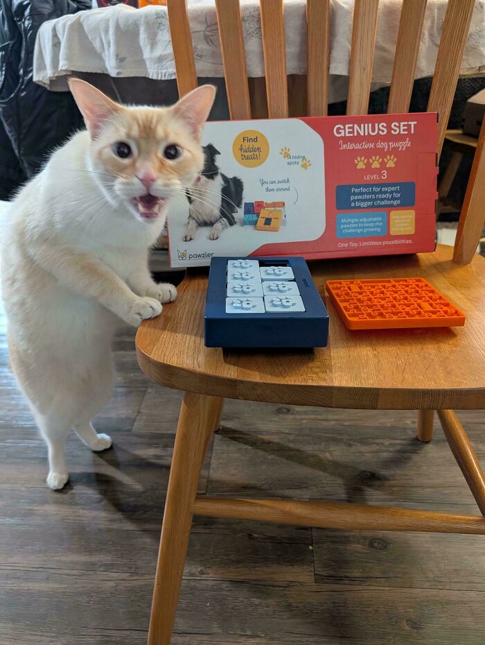 80 Hilarious Cats Caught Meowing Like Their Lives Depended On It (New Pics)