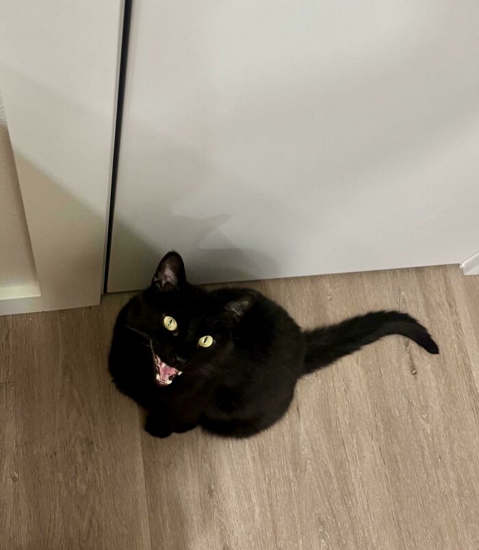 80 Hilarious Cats Caught Meowing Like Their Lives Depended On It (New Pics)