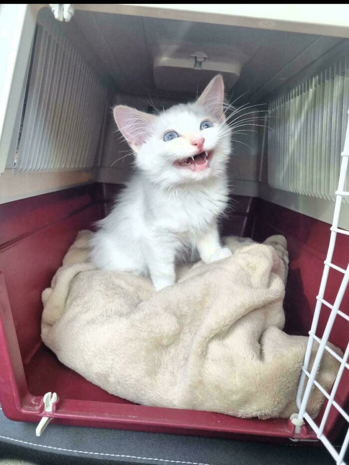 80 Hilarious Cats Caught Meowing Like Their Lives Depended On It (New Pics)