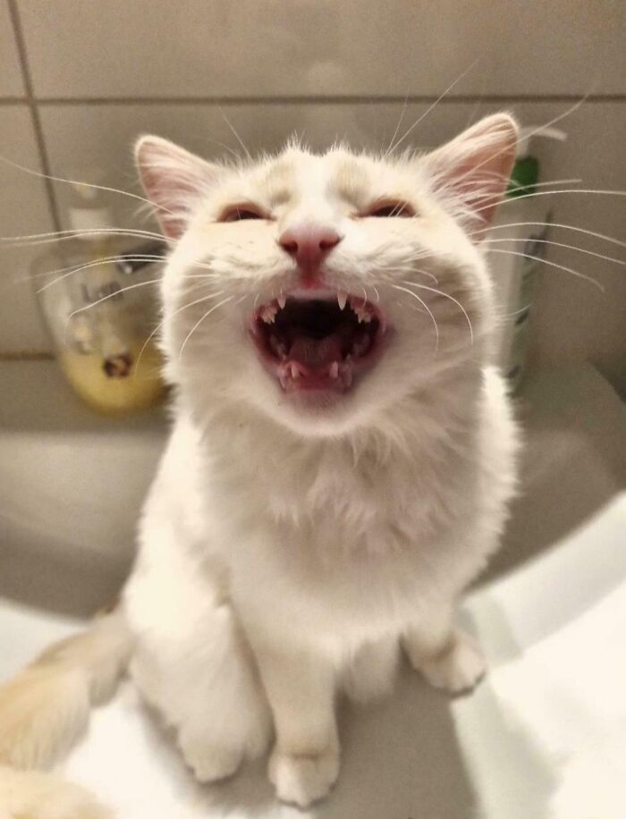 80 Hilarious Cats Caught Meowing Like Their Lives Depended On It (New Pics)