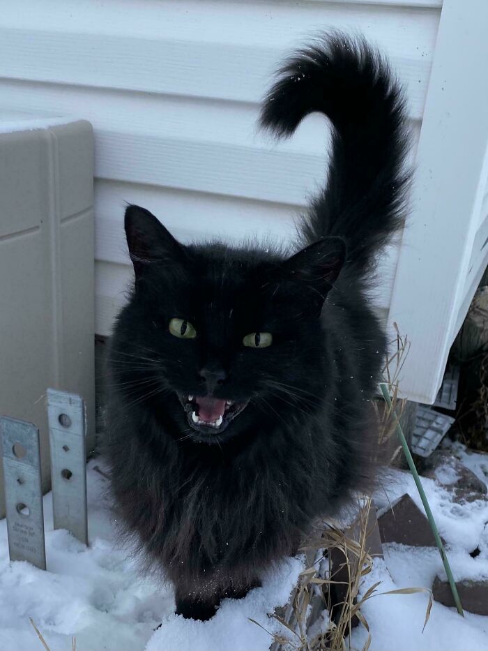 80 Hilarious Cats Caught Meowing Like Their Lives Depended On It (New Pics)