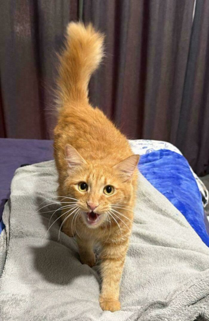 80 Hilarious Cats Caught Meowing Like Their Lives Depended On It (New Pics)