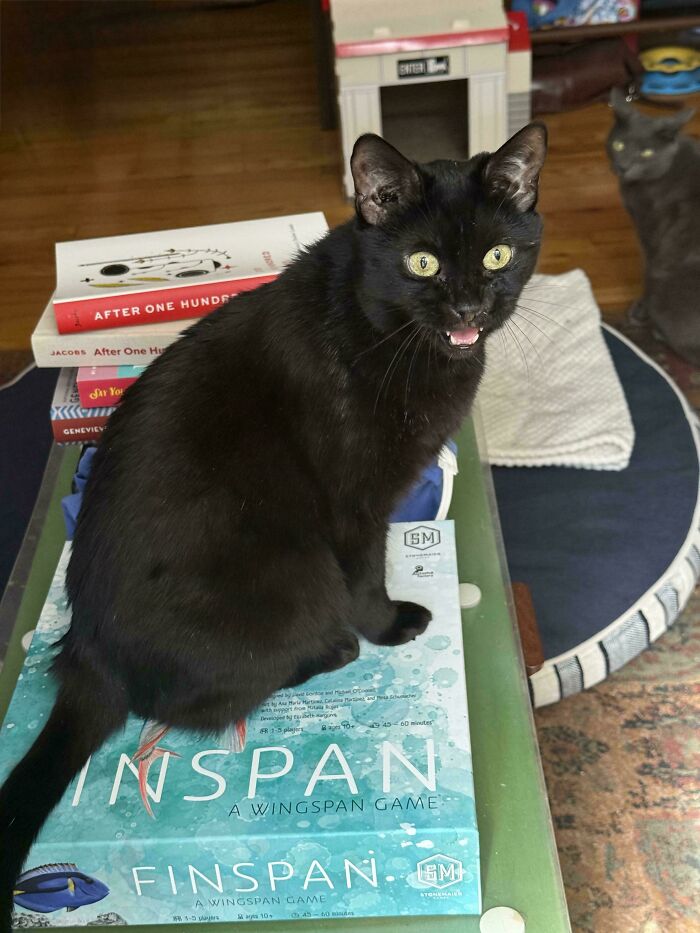 80 Hilarious Cats Caught Meowing Like Their Lives Depended On It (New Pics)