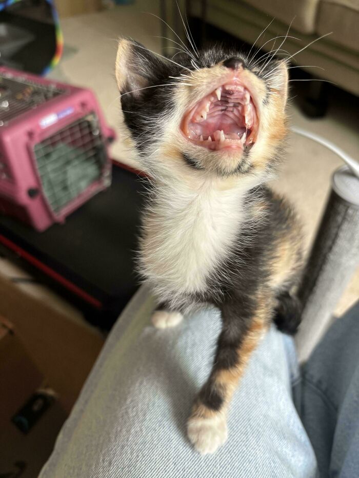 80 Hilarious Cats Caught Meowing Like Their Lives Depended On It (New Pics)