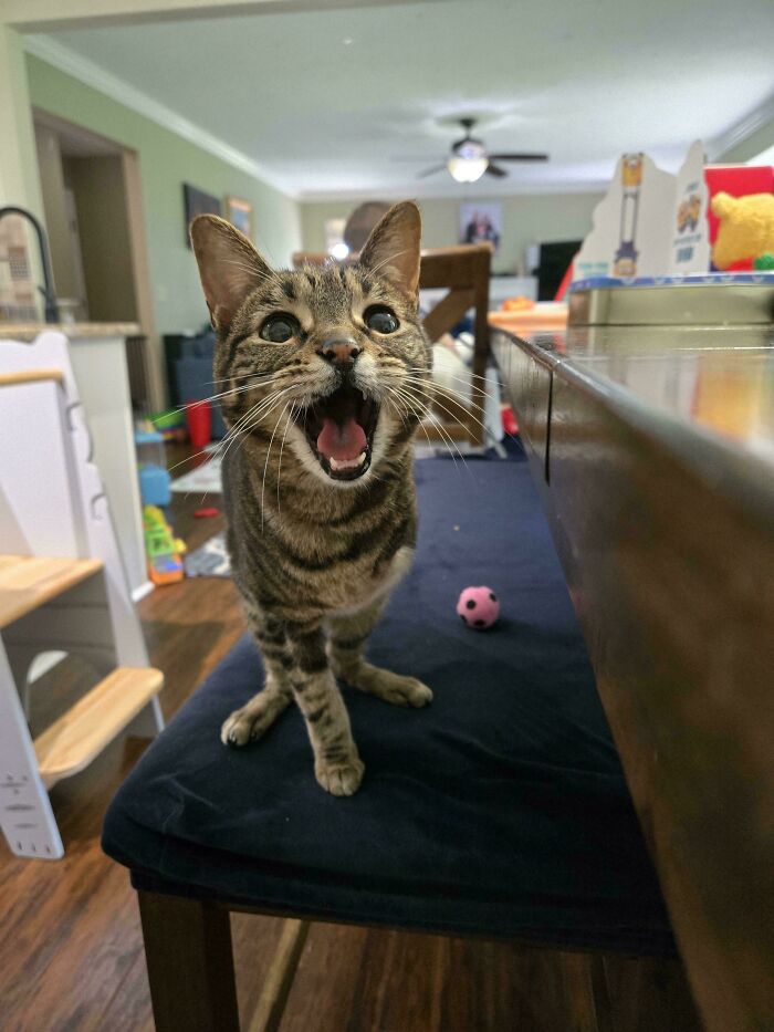 80 Hilarious Cats Caught Meowing Like Their Lives Depended On It (New Pics)