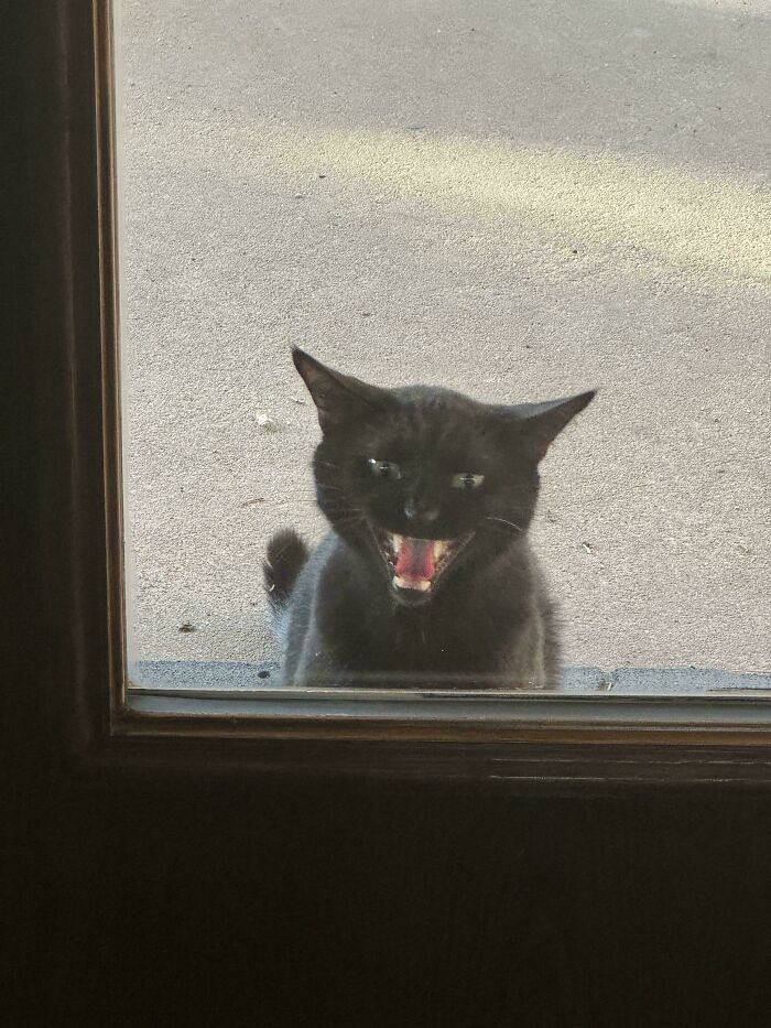80 Hilarious Cats Caught Meowing Like Their Lives Depended On It (New Pics)