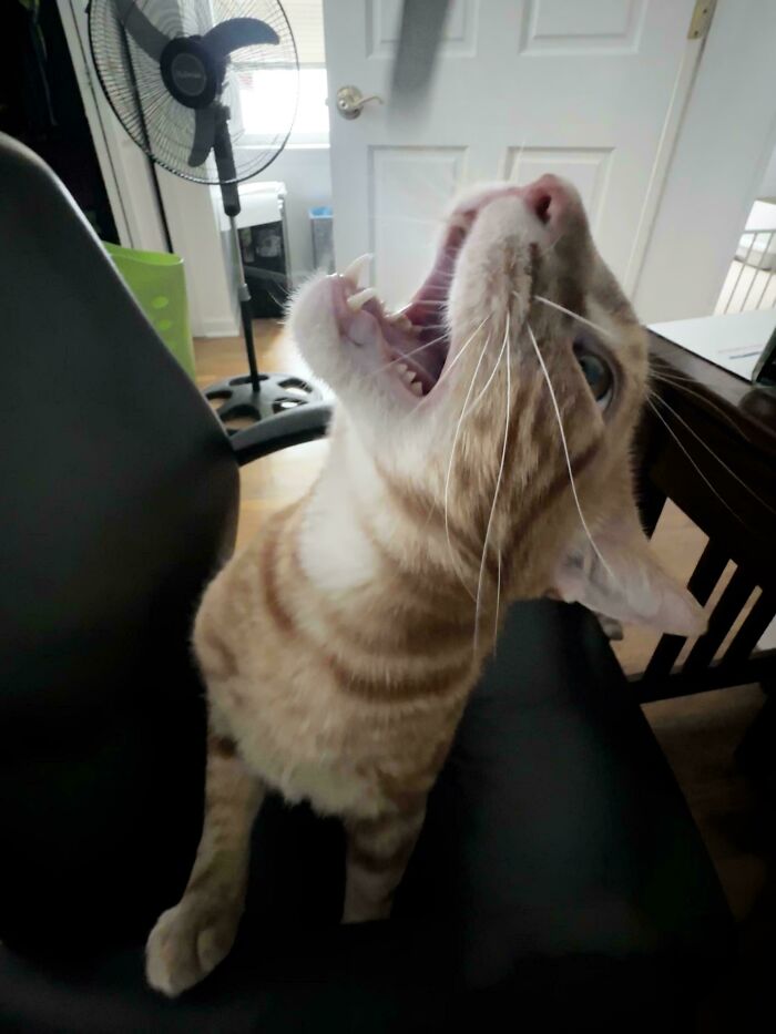 80 Hilarious Cats Caught Meowing Like Their Lives Depended On It (New Pics)