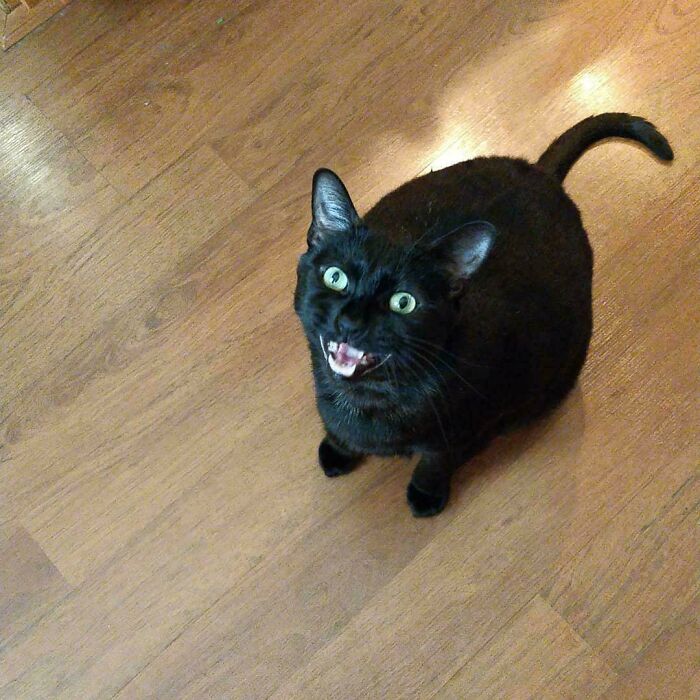 80 Hilarious Cats Caught Meowing Like Their Lives Depended On It (New Pics)