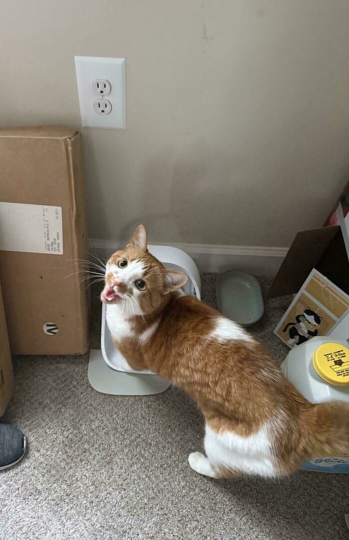 80 Hilarious Cats Caught Meowing Like Their Lives Depended On It (New Pics)