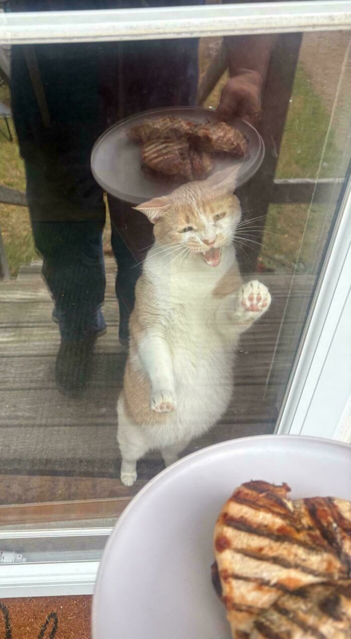 80 Hilarious Cats Caught Meowing Like Their Lives Depended On It (New Pics)