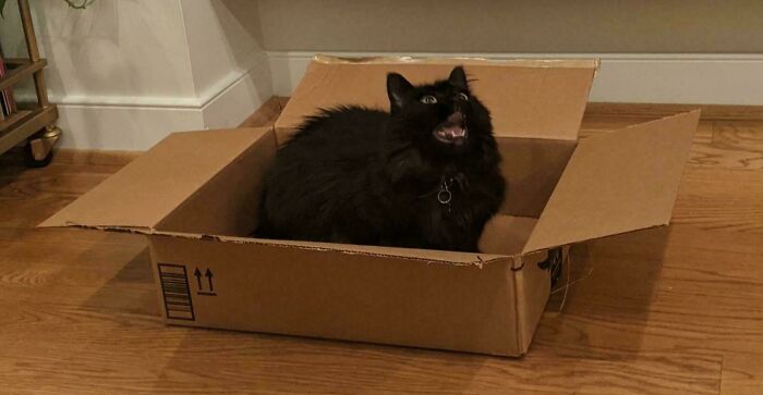 80 Hilarious Cats Caught Meowing Like Their Lives Depended On It (New Pics)