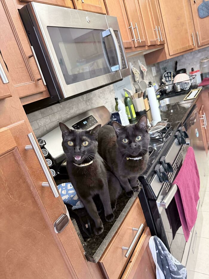80 Hilarious Cats Caught Meowing Like Their Lives Depended On It (New Pics)