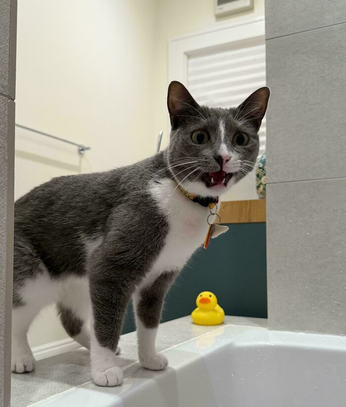80 Hilarious Cats Caught Meowing Like Their Lives Depended On It (New Pics)