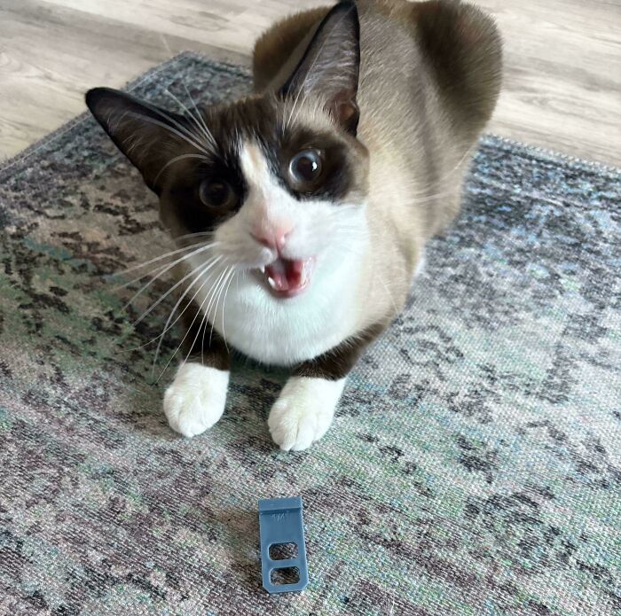 80 Hilarious Cats Caught Meowing Like Their Lives Depended On It (New Pics)