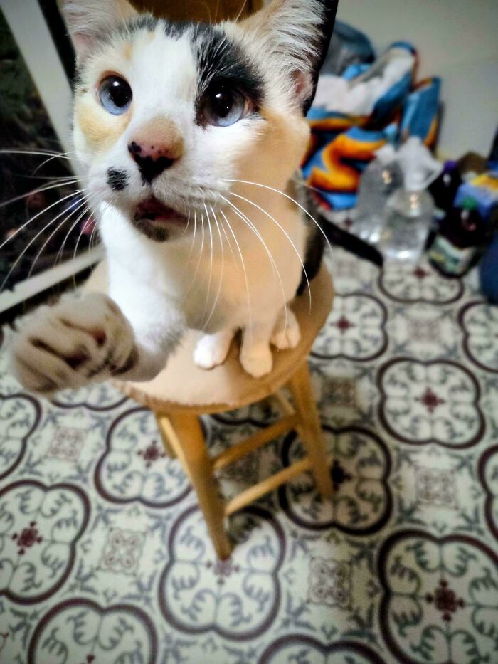 80 Hilarious Cats Caught Meowing Like Their Lives Depended On It (New Pics)