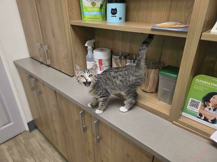 80 Hilarious Cats Caught Meowing Like Their Lives Depended On It (New Pics)