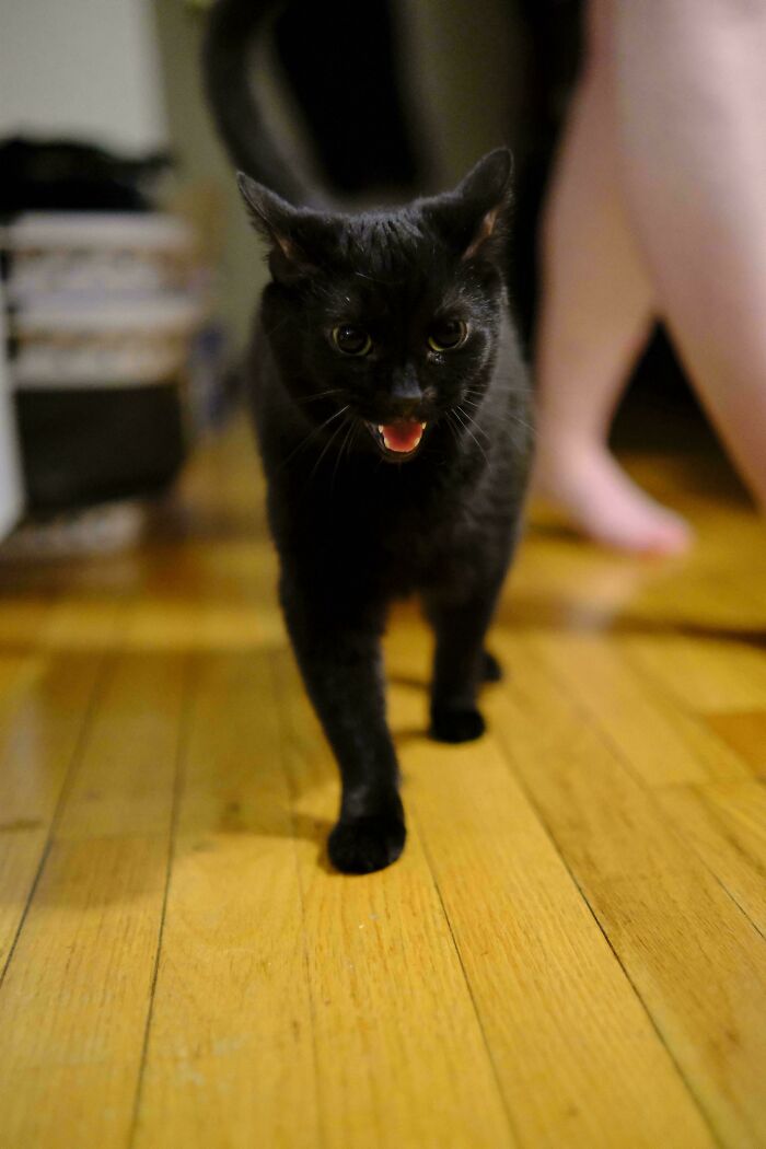 80 Hilarious Cats Caught Meowing Like Their Lives Depended On It (New Pics)