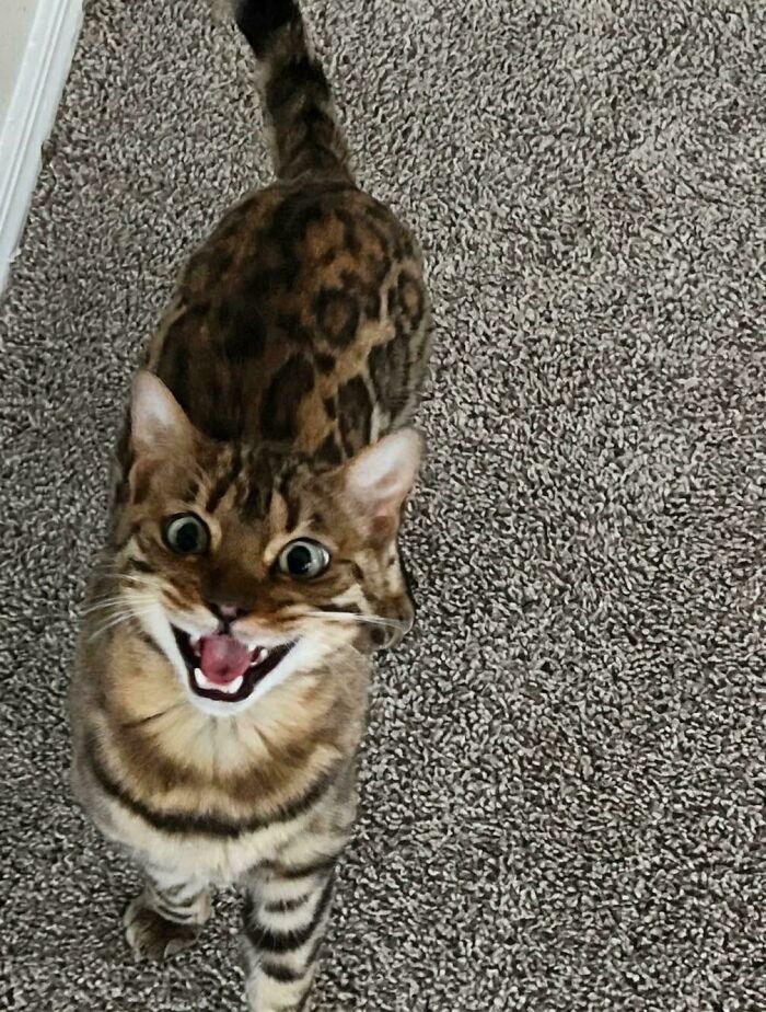 80 Hilarious Cats Caught Meowing Like Their Lives Depended On It (New Pics)