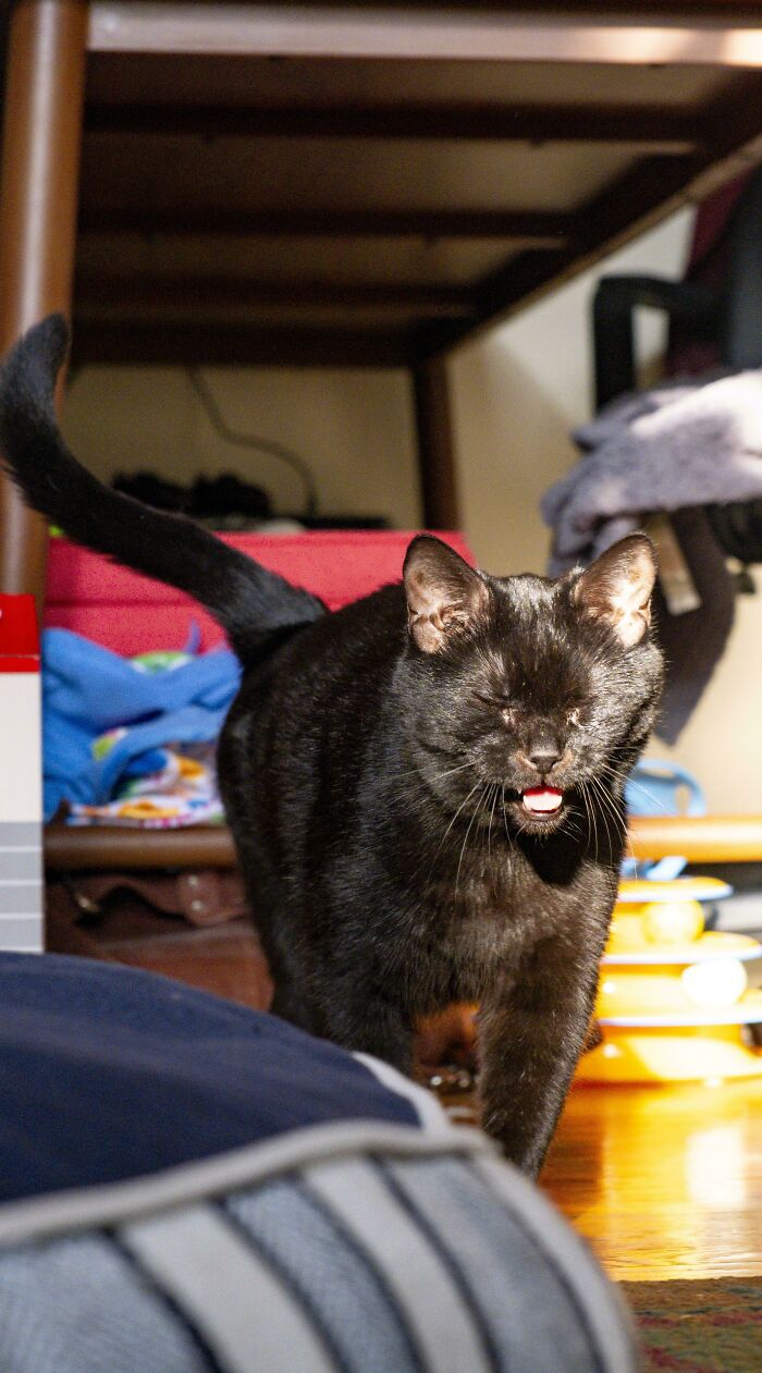80 Hilarious Cats Caught Meowing Like Their Lives Depended On It (New Pics)