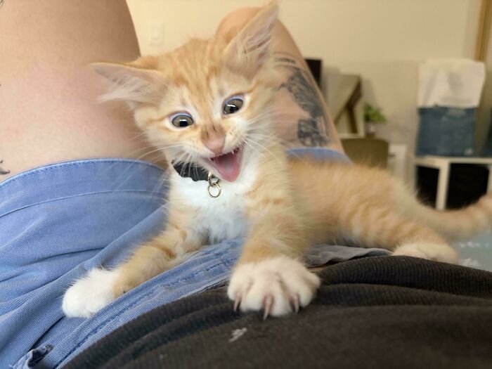 80 Hilarious Cats Caught Meowing Like Their Lives Depended On It (New Pics)