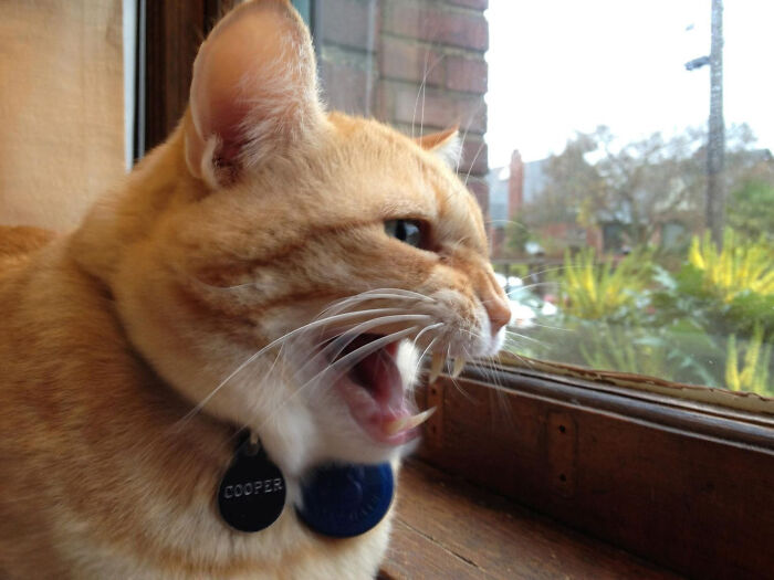 80 Hilarious Cats Caught Meowing Like Their Lives Depended On It (New Pics)