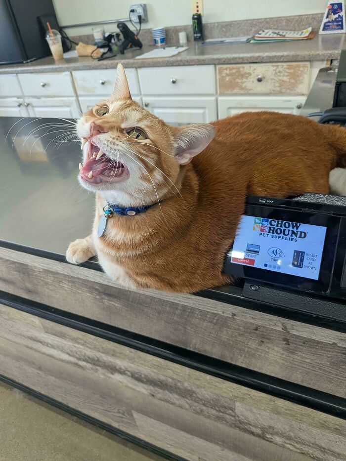 80 Hilarious Cats Caught Meowing Like Their Lives Depended On It (New Pics)