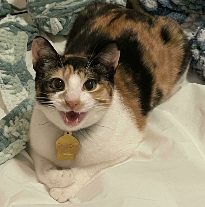80 Hilarious Cats Caught Meowing Like Their Lives Depended On It (New Pics)