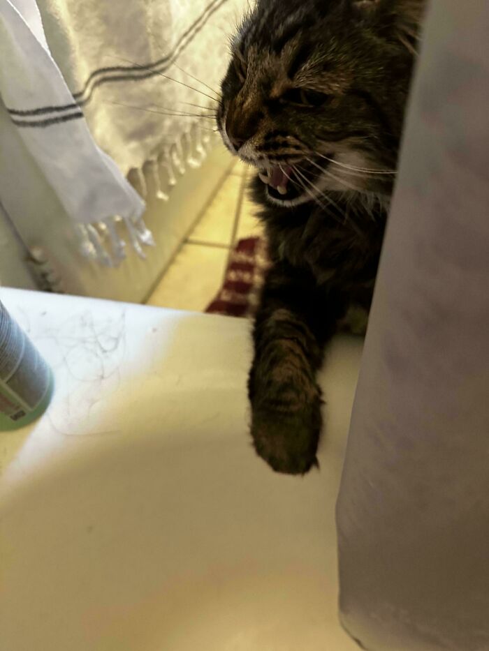 80 Hilarious Cats Caught Meowing Like Their Lives Depended On It (New Pics)