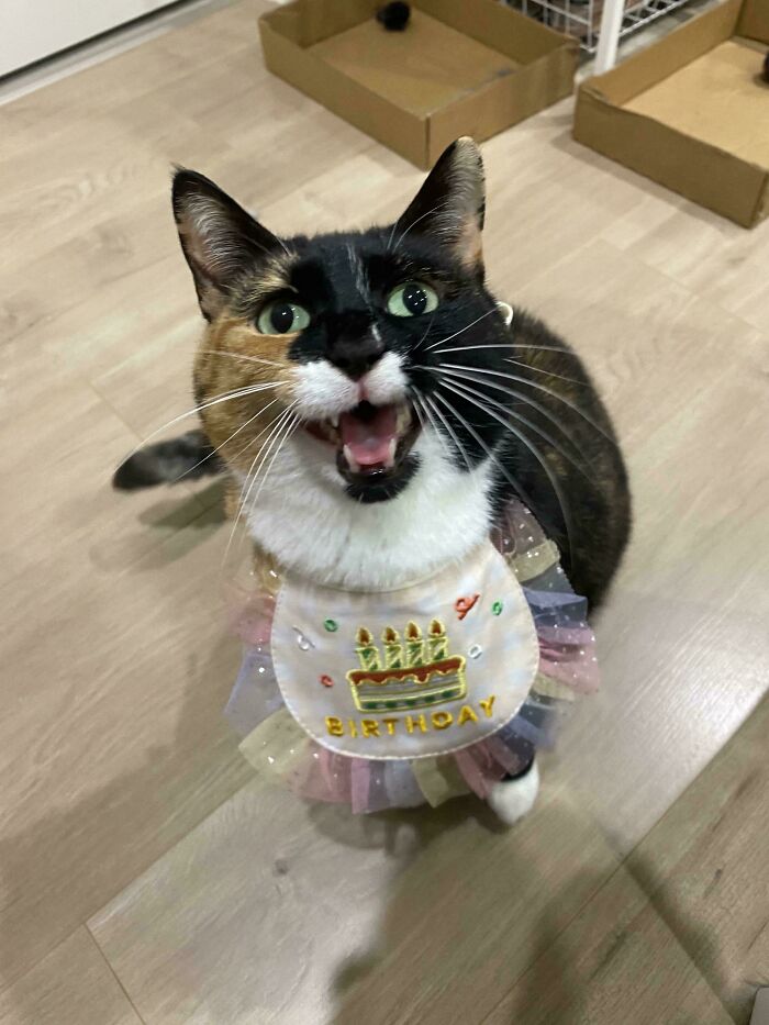 80 Hilarious Cats Caught Meowing Like Their Lives Depended On It (New Pics)