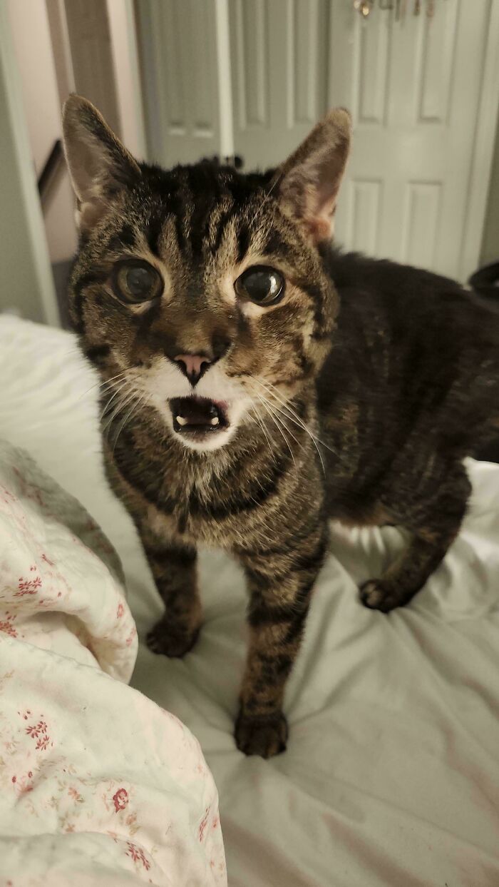 80 Hilarious Cats Caught Meowing Like Their Lives Depended On It (New Pics)