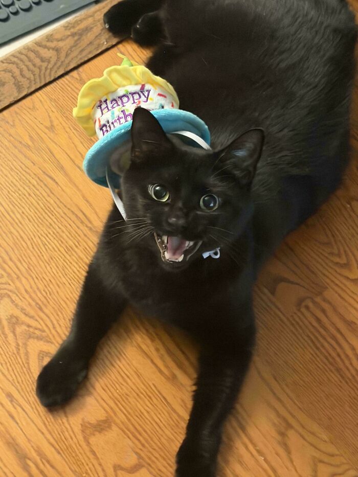 80 Hilarious Cats Caught Meowing Like Their Lives Depended On It (New Pics)