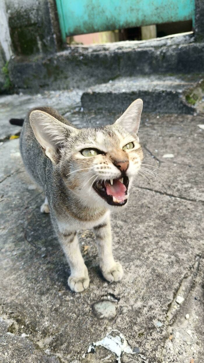 80 Hilarious Cats Caught Meowing Like Their Lives Depended On It (New Pics)