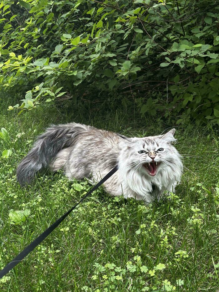 80 Hilarious Cats Caught Meowing Like Their Lives Depended On It (New Pics)