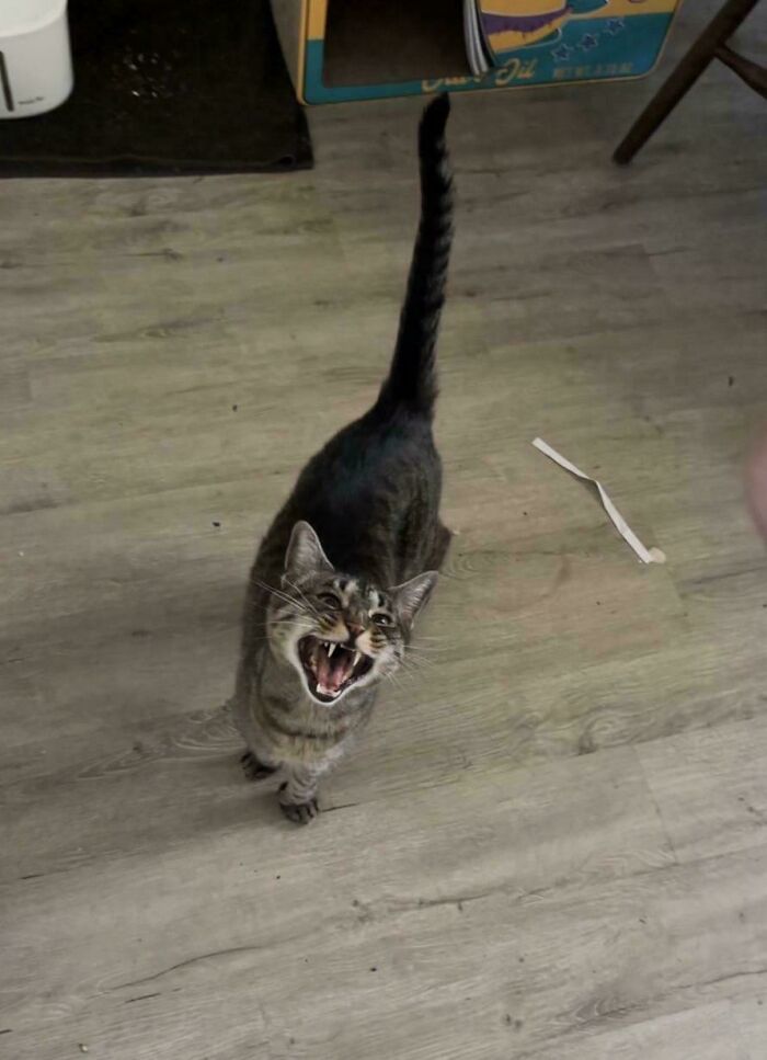 80 Hilarious Cats Caught Meowing Like Their Lives Depended On It (New Pics)
